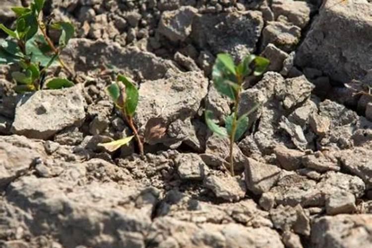 水稻在成长期时要施什么肥？