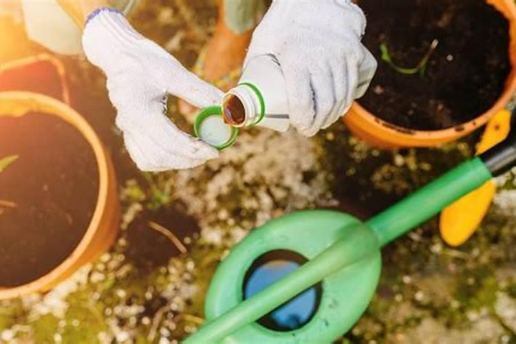 石竹用什么肥料