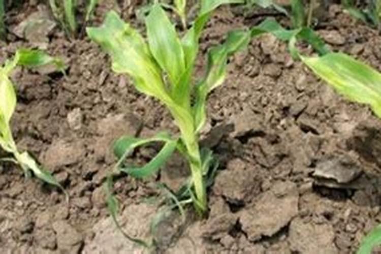 玉米脱肥什么表现 脱肥了怎么办