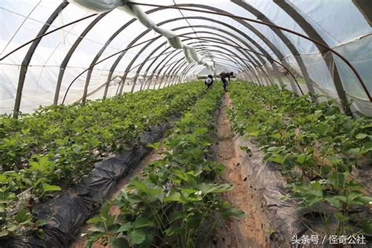 草莓施什么肥料好