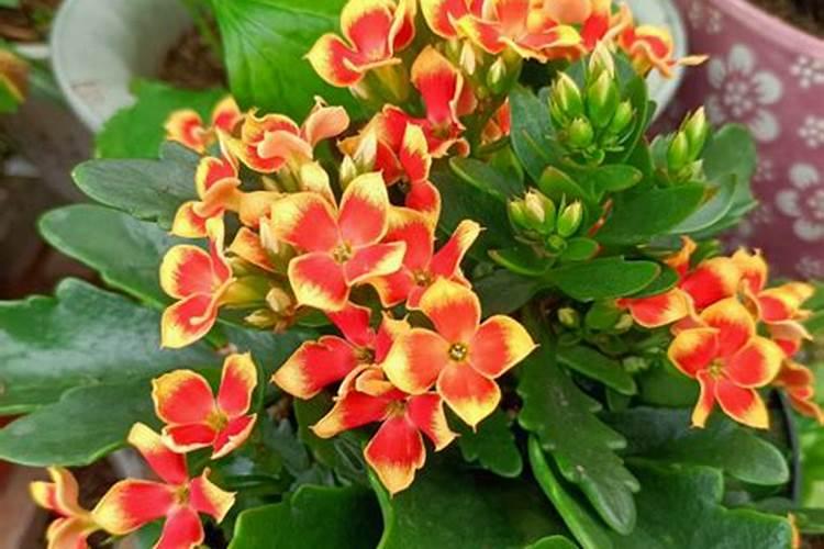 长寿花叶子不长大怎么办？