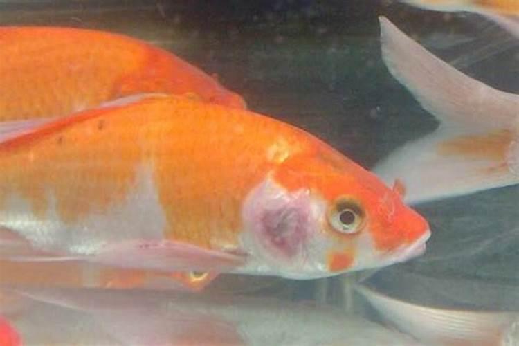 鱼腐烂是什么变化