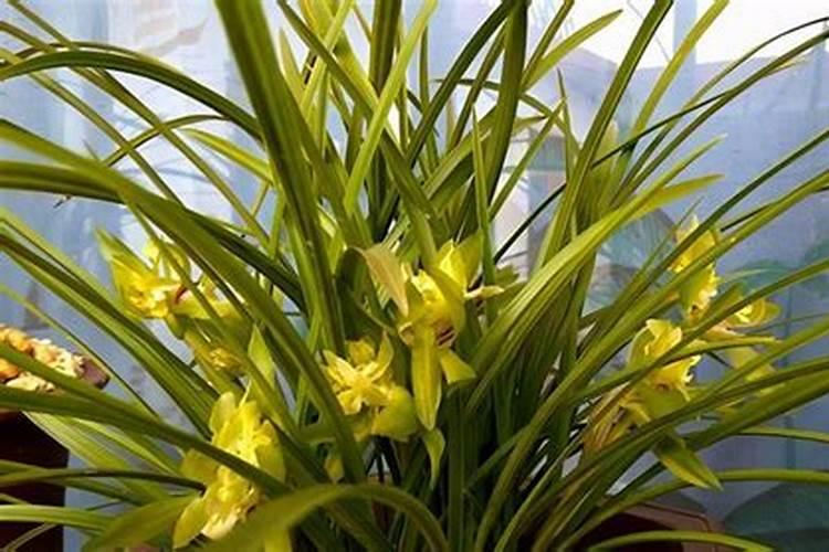 哪些花卉不能施复合肥 原因是什么