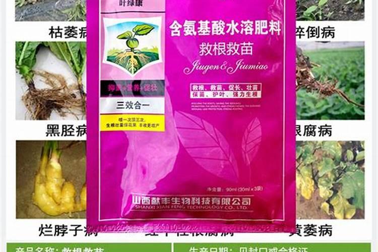 番茄死苗烂棵用什么肥料好？重茬根腐病如何防治？烂根病用什么叶面肥？