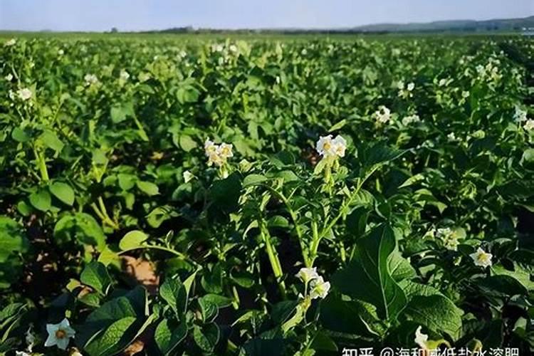 中国水溶肥的前十名中国十大水溶肥排名