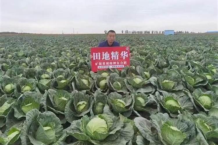 圆包菜包心的时候用什么肥冲施