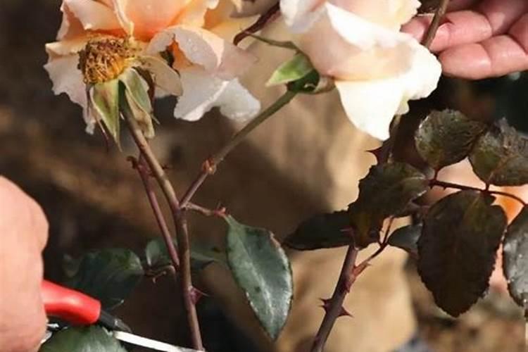 月季花摘芽后如何正确施肥