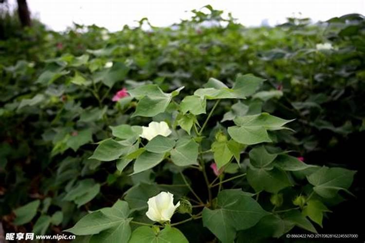 钾肥的最佳使用时间