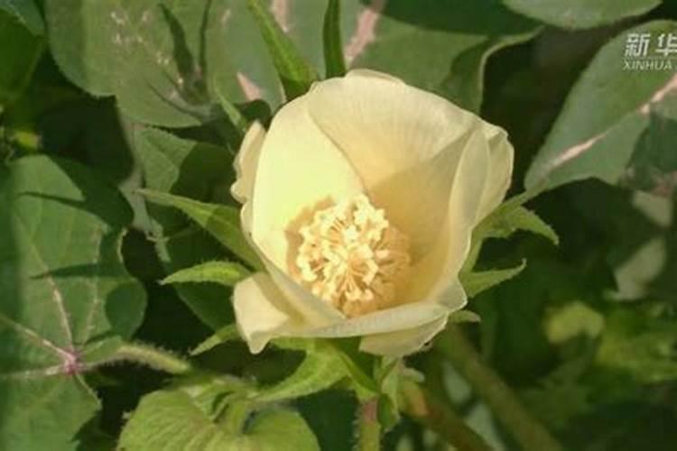 棉花要施多少肥才高产