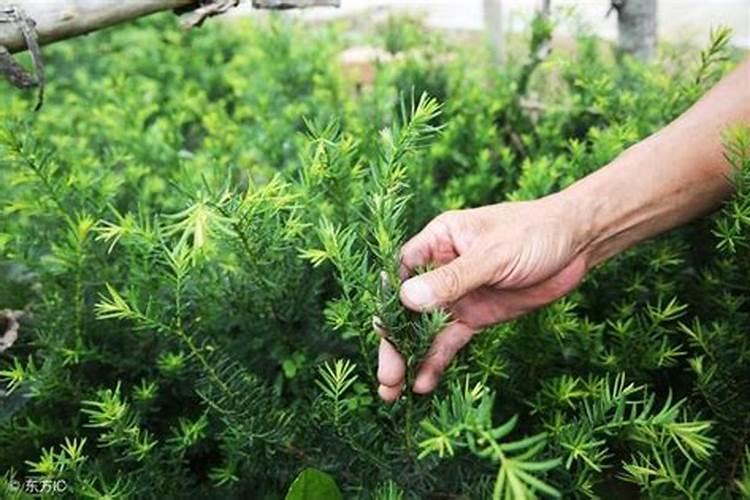 苜蓿小苗不长,用什么化肥好？