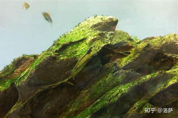 清洁鱼缸绿藻用什么方法效果最好？