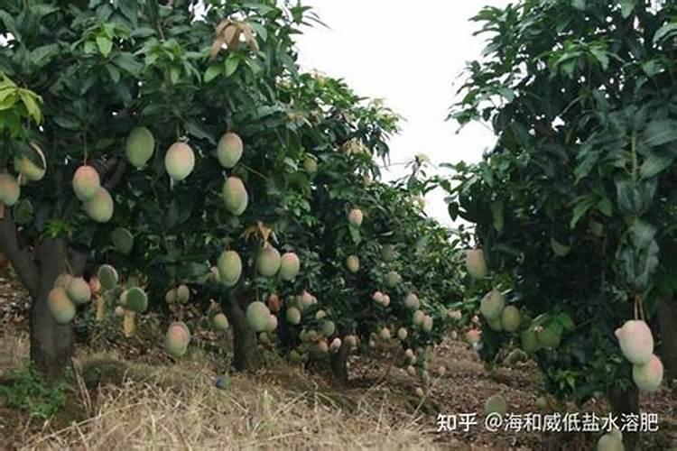 哪种肥料适合给果树用,以收获又大又甜的果子？