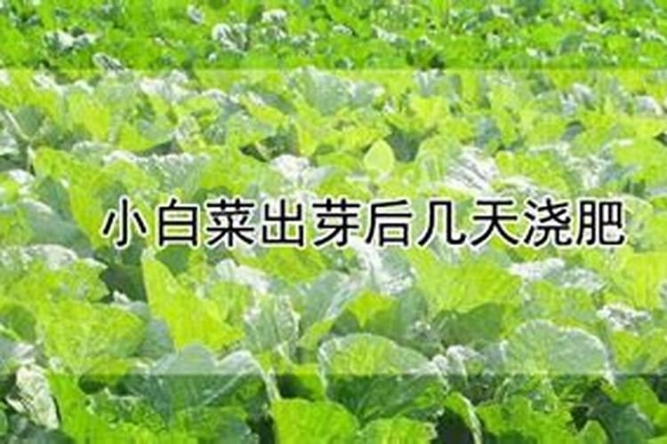 小白菜出芽后几天浇肥