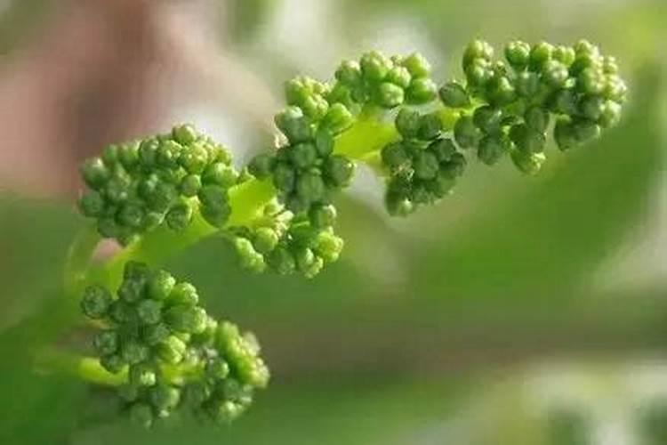 樱桃开完花后多久施肥 樱桃开花后何时施肥最佳