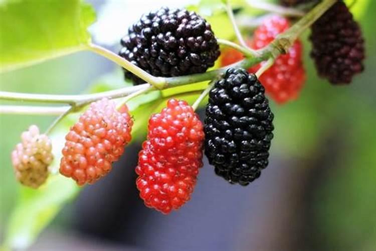 桑葚树浇什么肥果会甜