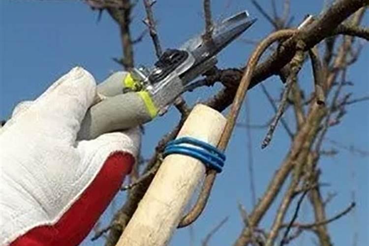 果树用什么肥料好？