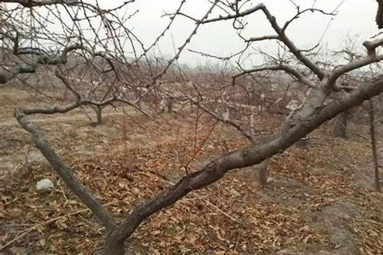 果树施什么肥好