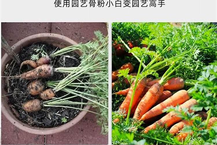 花卉肥料可以用于蔬菜吗