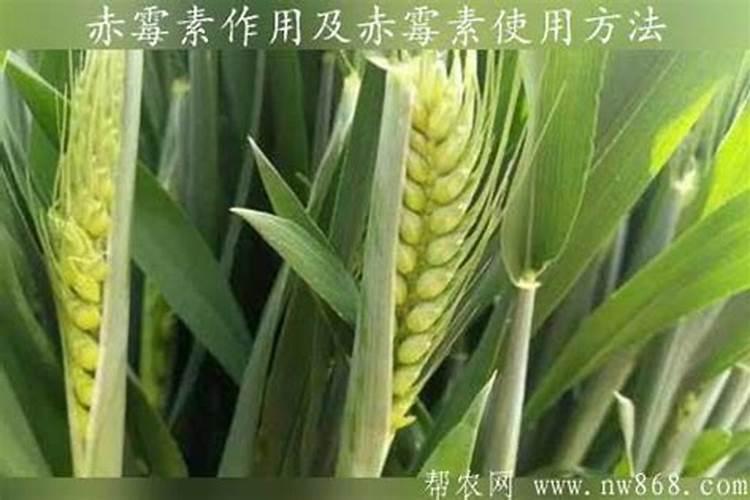 用什么办法能让果子实现膨大