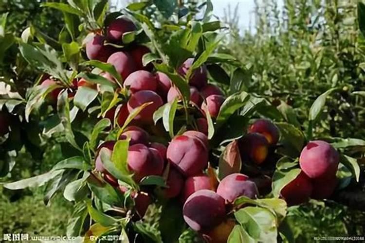 紫娇花植物种子种植用什么肥料