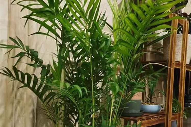 叶子发黄怎么回事？