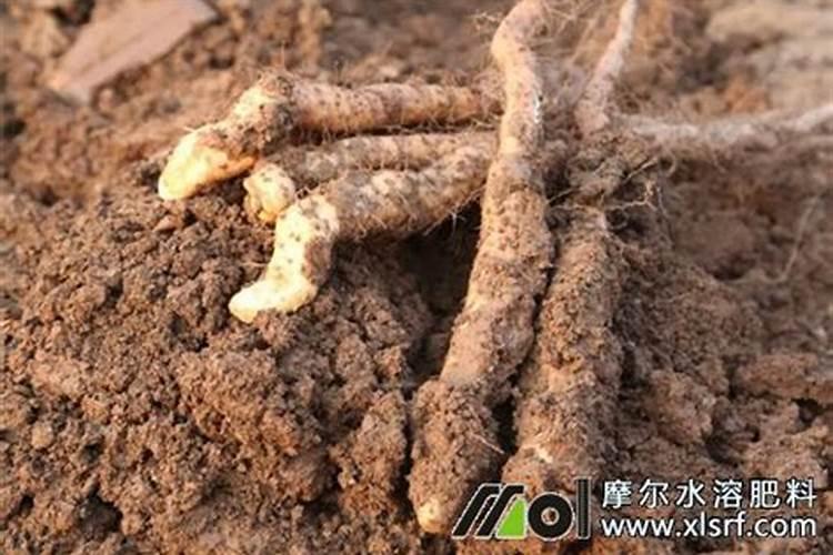 山药用什么办法增粗