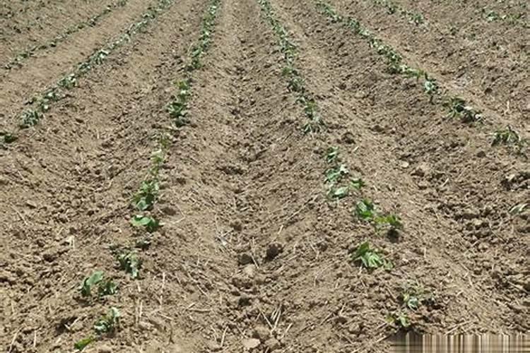 栽种红薯需要用底肥吗？底肥该如何选择？