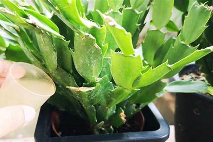 蟹爪兰喜肥吗,喜欢施什么肥料