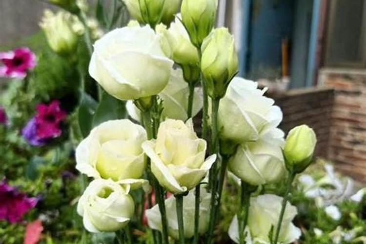 洋桔梗开花期浇什么肥好