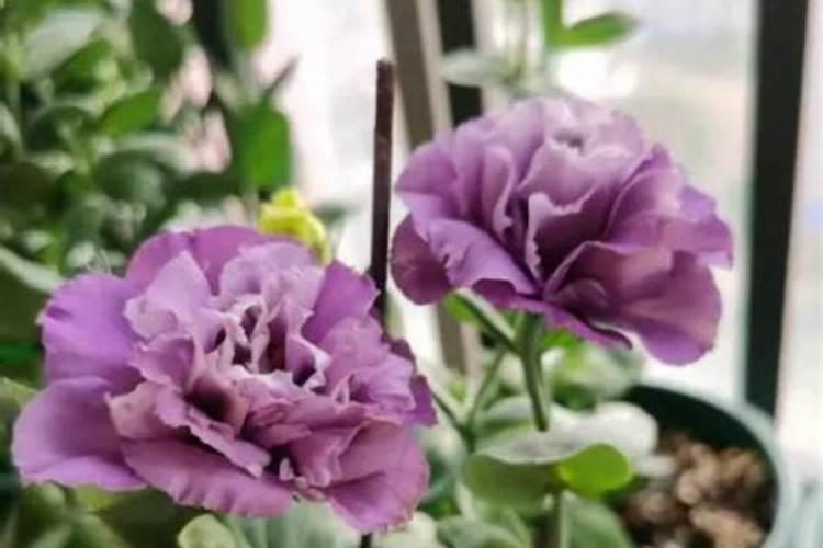 洋桔梗开花前后要怎么养护
