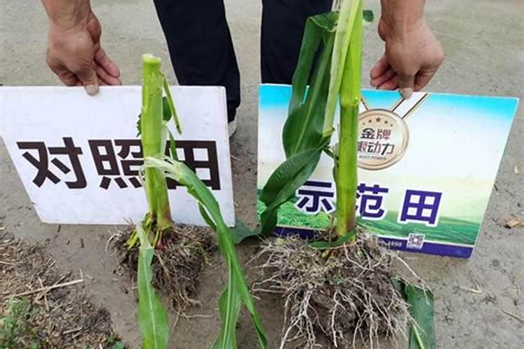 高产玉米化肥配方,怎样施肥效果好