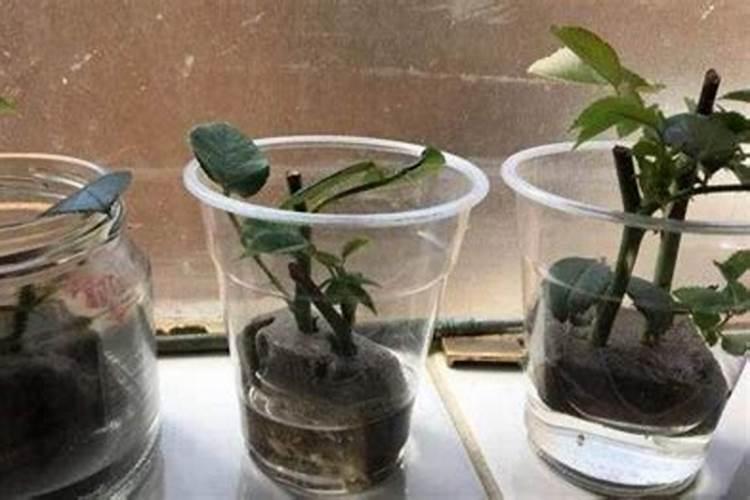 种植沙糖桔怎样使用生根剂