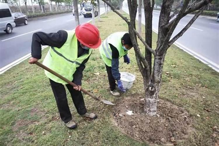 对节白蜡北方冬季怎么养护