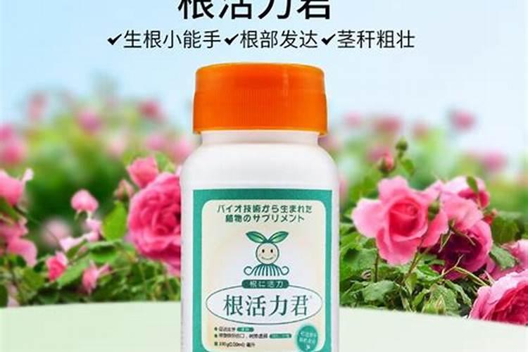 辣椒粉生根粉有什么肥料相对？