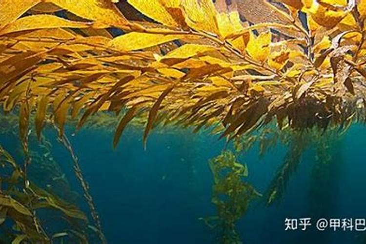 海藻怎么养长的好