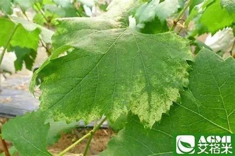 速生桉生长周期