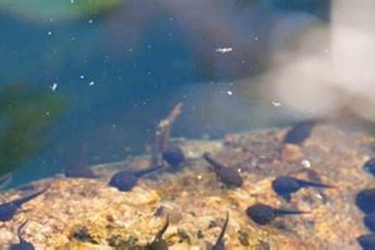 小蝌蚪喂食什么