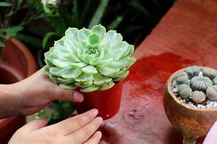 多肉用什么肥料施肥最好呢