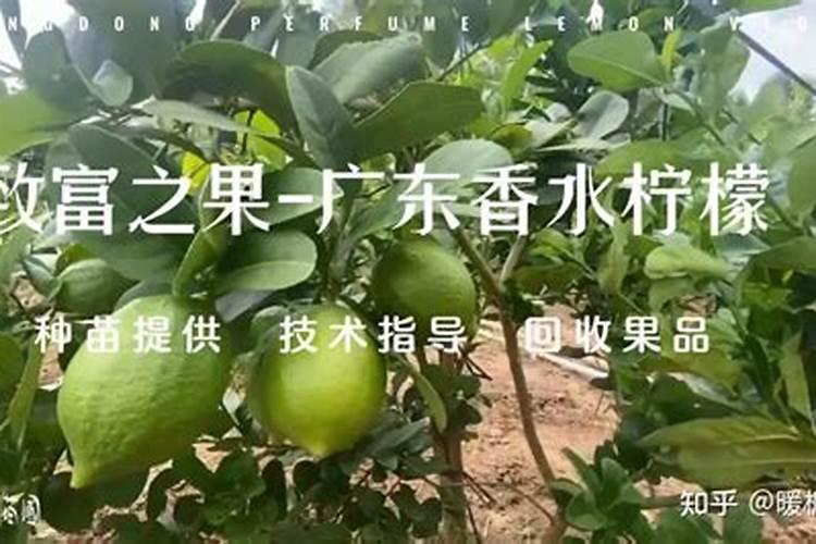 香水柠檬夏天养护