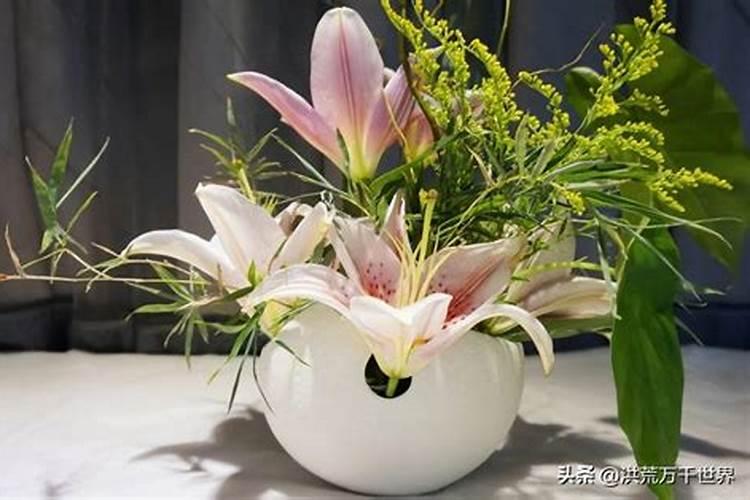 睡莲插花怎么养,手把手教会养殖睡莲插花