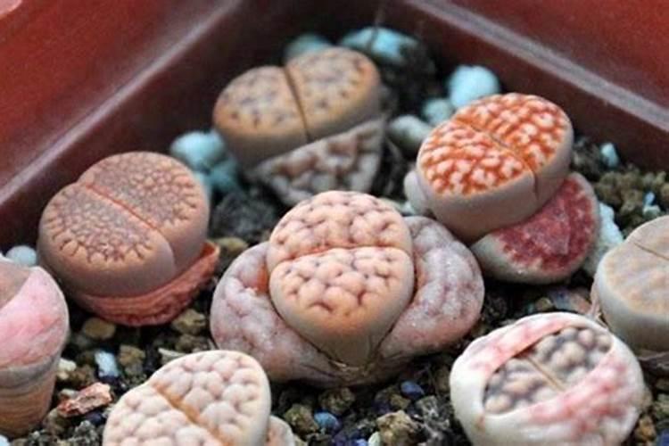 生石花怎么施肥