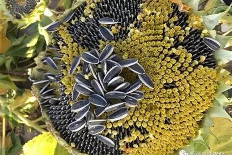 胡萝卜地有鬼针草用什么除草剂