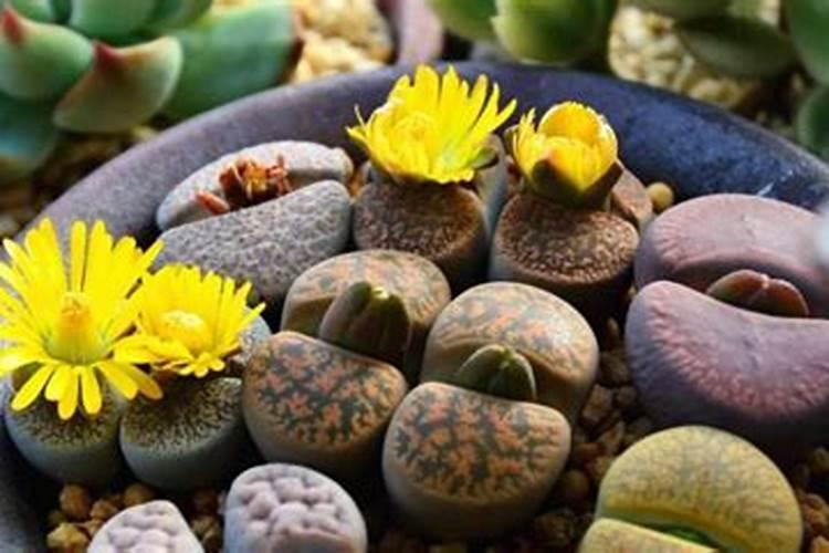 生石花怎么施肥