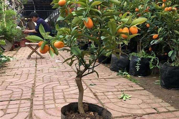 果子快成熟上高钾肥好吗