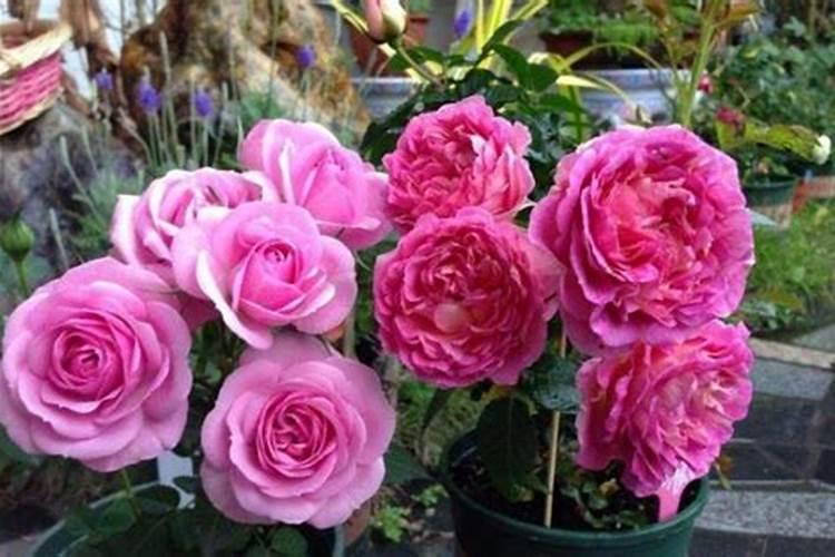 促进植物开花结果的肥料