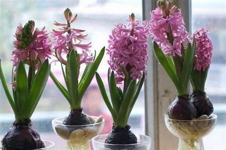 花卉多久施一次肥 花卉肥料使用周期是多久？