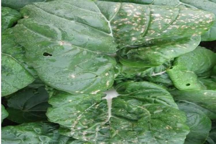 水稻孕穗期施肥后叶子发白是叶尖发白是肥害吗