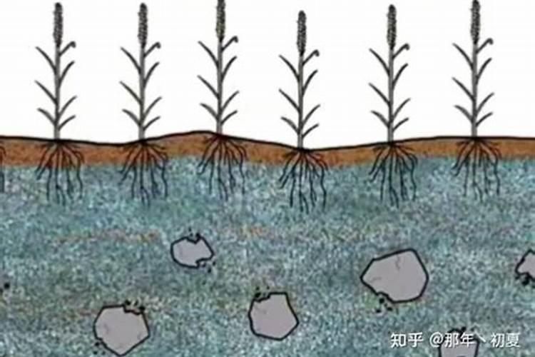 鱼蛋白氨基酸水溶肥的功效