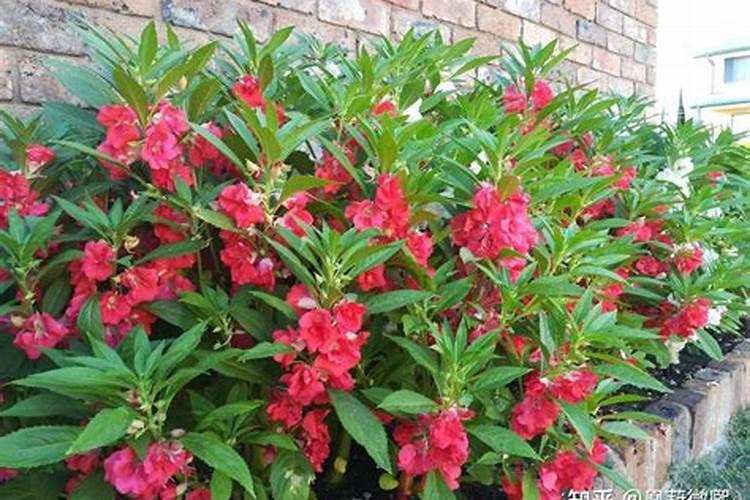 凤仙花浇什么肥料合适