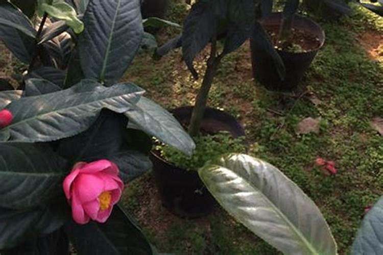 甲维虫螨腈可以和恒星艾农全能斗混和使用吗